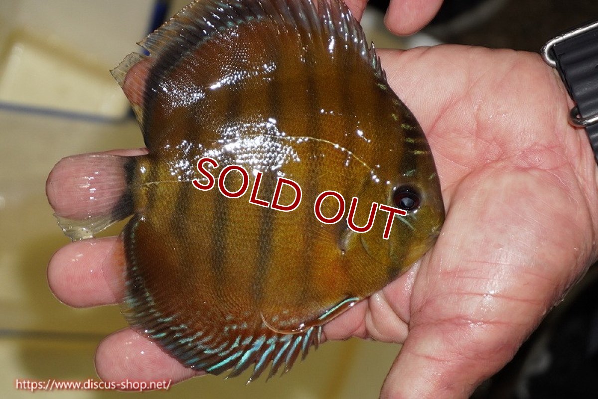 画像3: 【ワイルドディスカス】【通販】【３年ぶりの入荷】ラーゴクリペア スーパーレッド【個体販売】12-13cm（生体）クリペア産 (3)