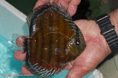 画像2: 【ワイルドディスカス】【通販】【紅赤必至の産地】ラーゴイナヌ レッドデヴィル【個体販売】14-15cm（生体）イナヌ産 (2)