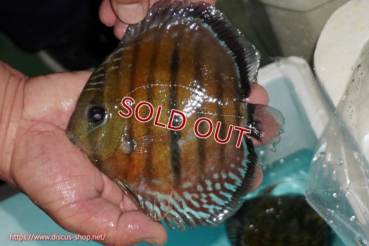 画像1: 【ワイルドディスカス】【通販】【紅赤必至の産地】ラーゴイナヌ レッドデヴィル【個体販売】14-15cm（生体）イナヌ産 (1)