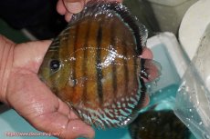 画像1: 【ワイルドディスカス】【通販】【紅赤必至の産地】ラーゴイナヌ レッドデヴィル【個体販売】14-15cm（生体）イナヌ産 (1)