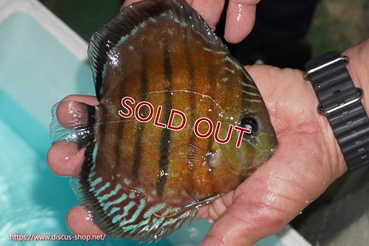 画像2: 【ワイルドディスカス】【通販】【紅赤必至の産地】ラーゴイナヌ レッドデヴィル【個体販売】14-15cm（生体）イナヌ産 (2)