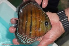 画像2: 【ワイルドディスカス】【通販】【紅赤必至の産地】ラーゴイナヌ レッドデヴィル【個体販売】14-15cm（生体）イナヌ産 (2)