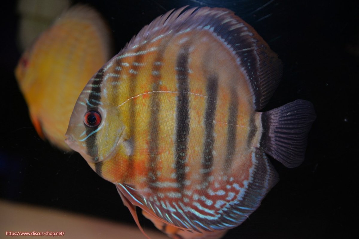 画像1: 【30周年記念セール対象個体】【ワイルドディスカス】【通販】【紅赤必至の産地】ラーゴイナヌ レッドデヴィル【個体販売】14-15cm（生体）イナヌ産 (1)