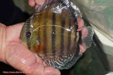 画像3: 【ワイルドディスカス】【通販】【紅赤必至の産地】ラーゴイナヌ レッドデヴィル【個体販売】14-15cm（生体）イナヌ産 (3)