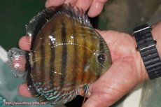 画像4: 【ワイルドディスカス】【通販】【紅赤必至の産地】ラーゴイナヌ レッドデヴィル【個体販売】14-15cm（生体）イナヌ産 (4)