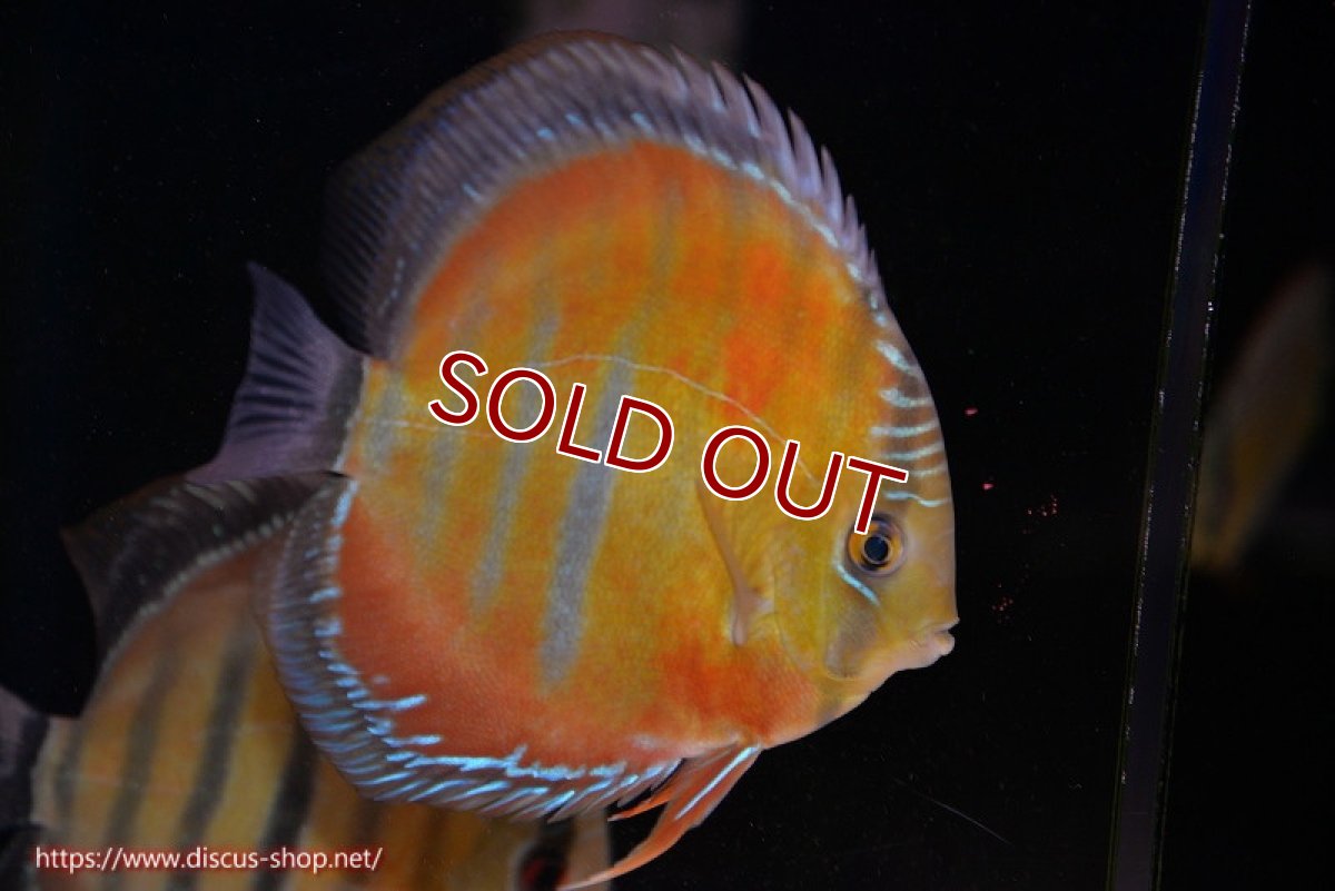 画像1: 【ワイルドディスカス】【通販】【紅赤必至の産地】ラーゴイナヌ レッドデヴィル【個体販売】14-15cm（生体）イナヌ産 (1)