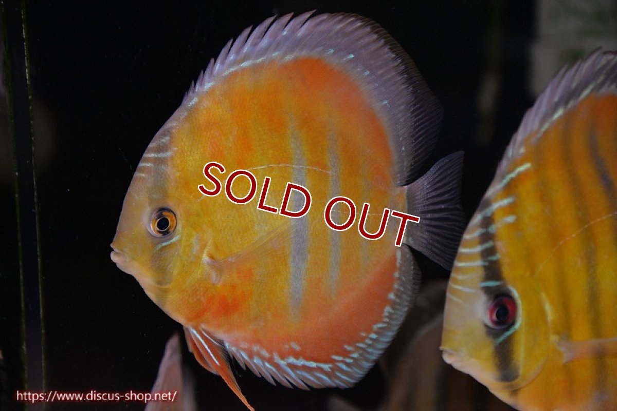 画像2: 【ワイルドディスカス】【通販】【紅赤必至の産地】ラーゴイナヌ レッドデヴィル【個体販売】14-15cm（生体）イナヌ産 (2)