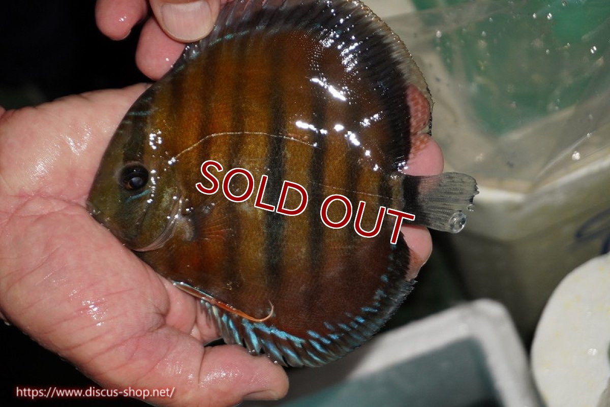 画像3: 【ワイルドディスカス】【通販】【紅赤必至の産地】ラーゴイナヌ レッドデヴィル【個体販売】14-15cm（生体）イナヌ産 (3)