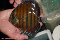 画像3: 【ワイルドディスカス】【通販】【紅赤必至の産地】ラーゴイナヌ レッドデヴィル【個体販売】14-15cm（生体）イナヌ産 (3)