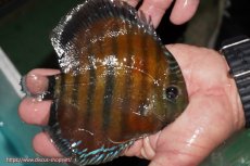 画像4: 【ワイルドディスカス】【通販】【紅赤必至の産地】ラーゴイナヌ レッドデヴィル【個体販売】14-15cm（生体）イナヌ産 (4)