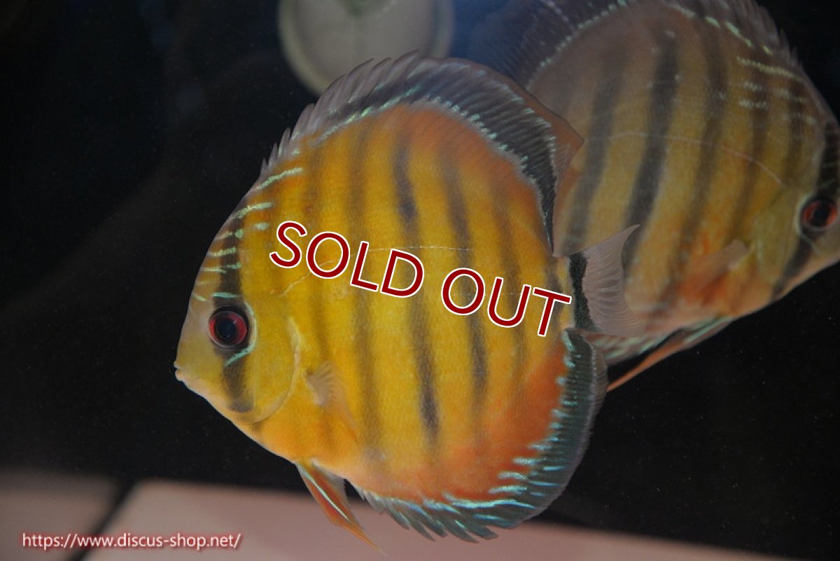 画像1: 【ワイルドディスカス】【通販】【紅赤必至の産地】ラーゴイナヌ レッドデヴィル【個体販売】14-15cm（生体）イナヌ産 (1)