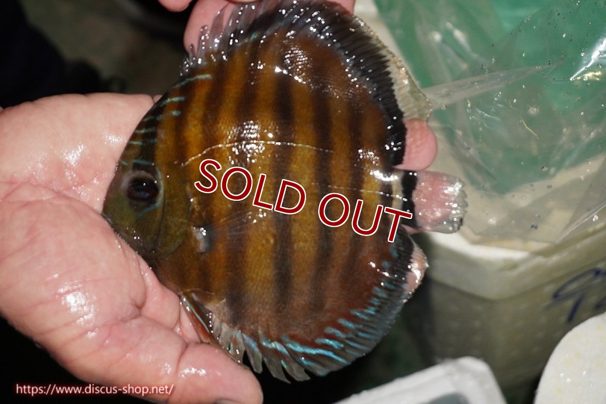 画像2: 【ワイルドディスカス】【通販】【紅赤必至の産地】ラーゴイナヌ レッドデヴィル【個体販売】14-15cm（生体）イナヌ産 (2)