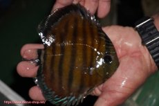 画像2: 【ワイルドディスカス】【通販】【紅赤必至の産地】ラーゴイナヌ レッドデヴィル【個体販売】14-15cm（生体）イナヌ産 (2)