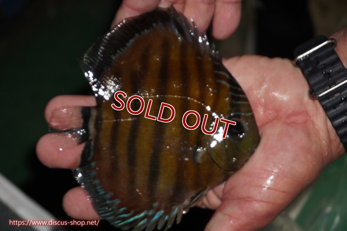 画像3: 【ワイルドディスカス】【通販】【紅赤必至の産地】ラーゴイナヌ レッドデヴィル【個体販売】14-15cm（生体）イナヌ産 (3)