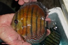 画像1: 【ワイルドディスカス】【通販】【紅赤必至の産地】ラーゴイナヌ レッドデヴィル【個体販売】14-15cm（生体）イナヌ産 (1)