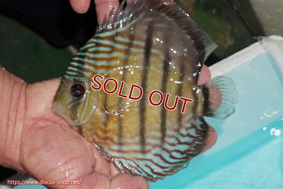 画像2: 【ワイルドディスカス】【通販】【紅赤必至の産地】ラーゴイナヌ タイプレッドエディ【個体販売】14-15cm（生体）イナヌ産 (2)