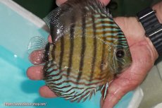 画像2: 【ワイルドディスカス】【通販】【紅赤必至の産地】ラーゴイナヌ タイプレッドエディ【個体販売】14-15cm（生体）イナヌ産 (2)