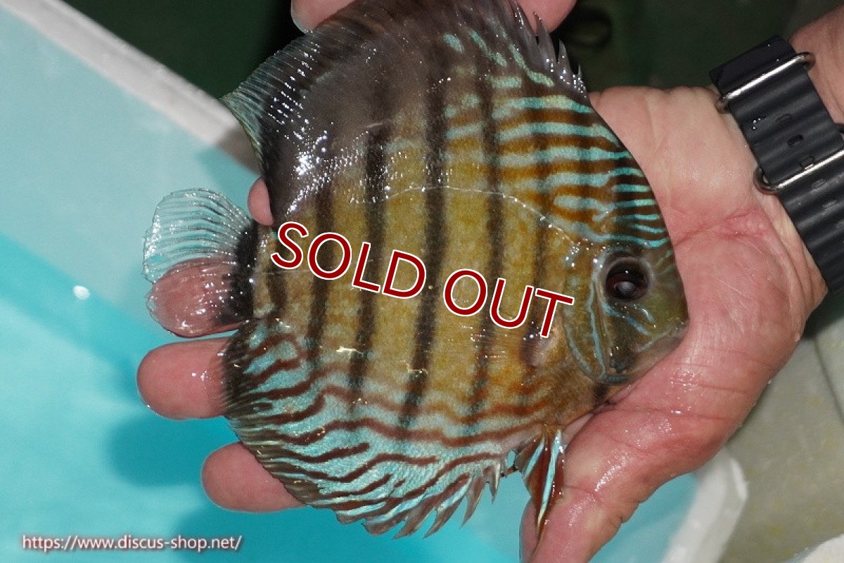 画像3: 【ワイルドディスカス】【通販】【紅赤必至の産地】ラーゴイナヌ タイプレッドエディ【個体販売】14-15cm（生体）イナヌ産 (3)