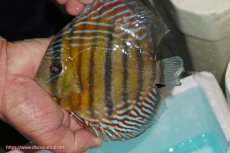 画像1: 【ワイルドディスカス】【通販】【紅赤必至の産地】ラーゴイナヌ タイプレッドエディ【個体販売】14-15cm（生体）イナヌ産 (1)