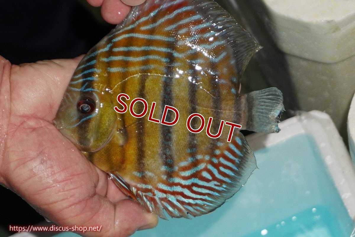 画像2: 【ワイルドディスカス】【通販】【紅赤必至の産地】ラーゴイナヌ タイプレッドエディ【個体販売】14-15cm（生体）イナヌ産 (2)