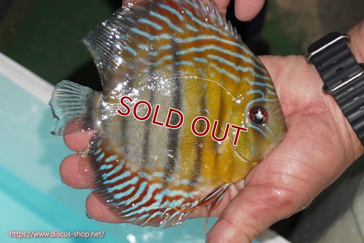 画像3: 【ワイルドディスカス】【通販】【紅赤必至の産地】ラーゴイナヌ タイプレッドエディ【個体販売】14-15cm（生体）イナヌ産 (3)