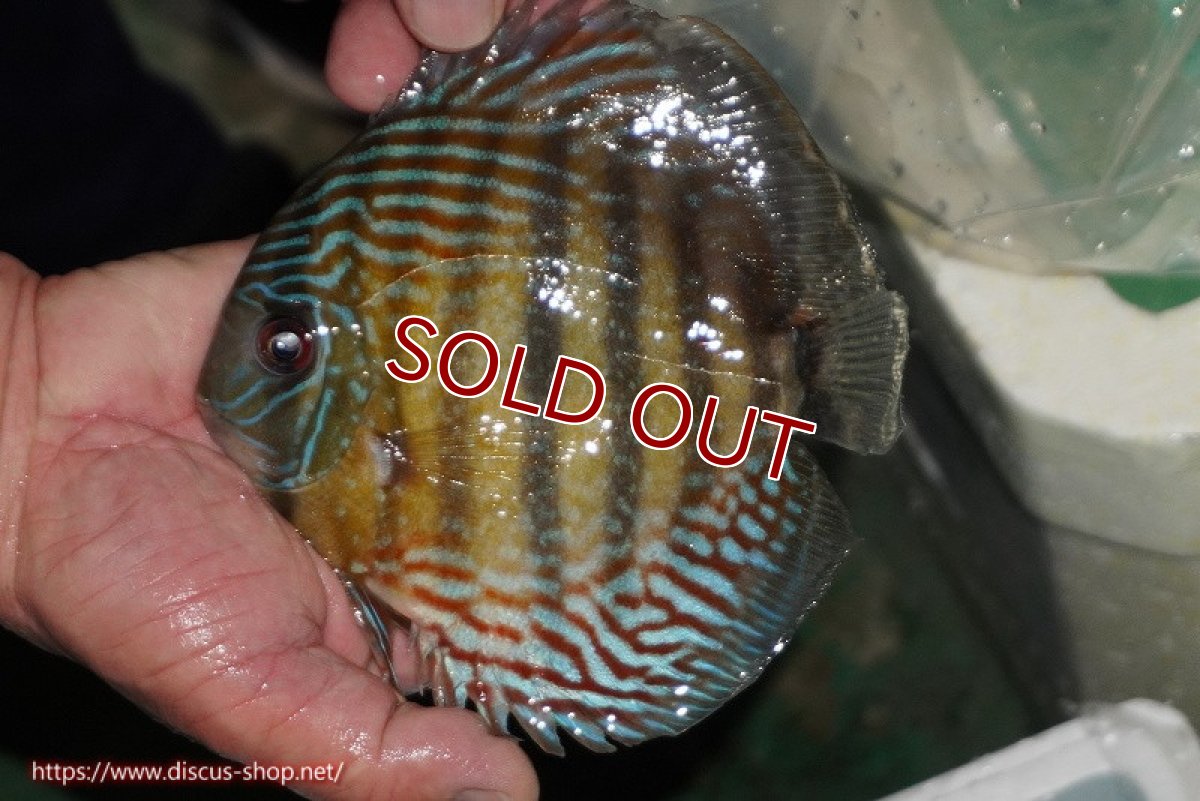 画像1: 【ワイルドディスカス】【通販】【紅赤必至の産地】ラーゴイナヌ タイプレッドエディ【個体販売】14-15cm（生体）イナヌ産 (1)