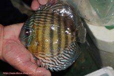 画像1: 【ワイルドディスカス】【通販】【紅赤必至の産地】ラーゴイナヌ タイプレッドエディ【個体販売】14-15cm（生体）イナヌ産 (1)