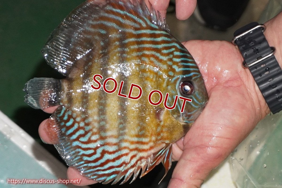 画像2: 【ワイルドディスカス】【通販】【紅赤必至の産地】ラーゴイナヌ タイプレッドエディ【個体販売】14-15cm（生体）イナヌ産 (2)