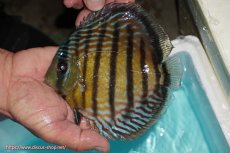 画像1: 【ワイルドディスカス】【通販】【紅赤必至の産地】ラーゴイナヌ タイプレッドエディ【個体販売】14-15cm（生体）イナヌ産 (1)