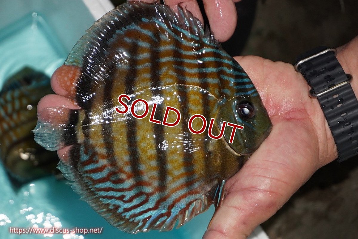 画像2: 【ワイルドディスカス】【通販】【紅赤必至の産地】ラーゴイナヌ タイプレッドエディ【個体販売】14-15cm（生体）イナヌ産 (2)