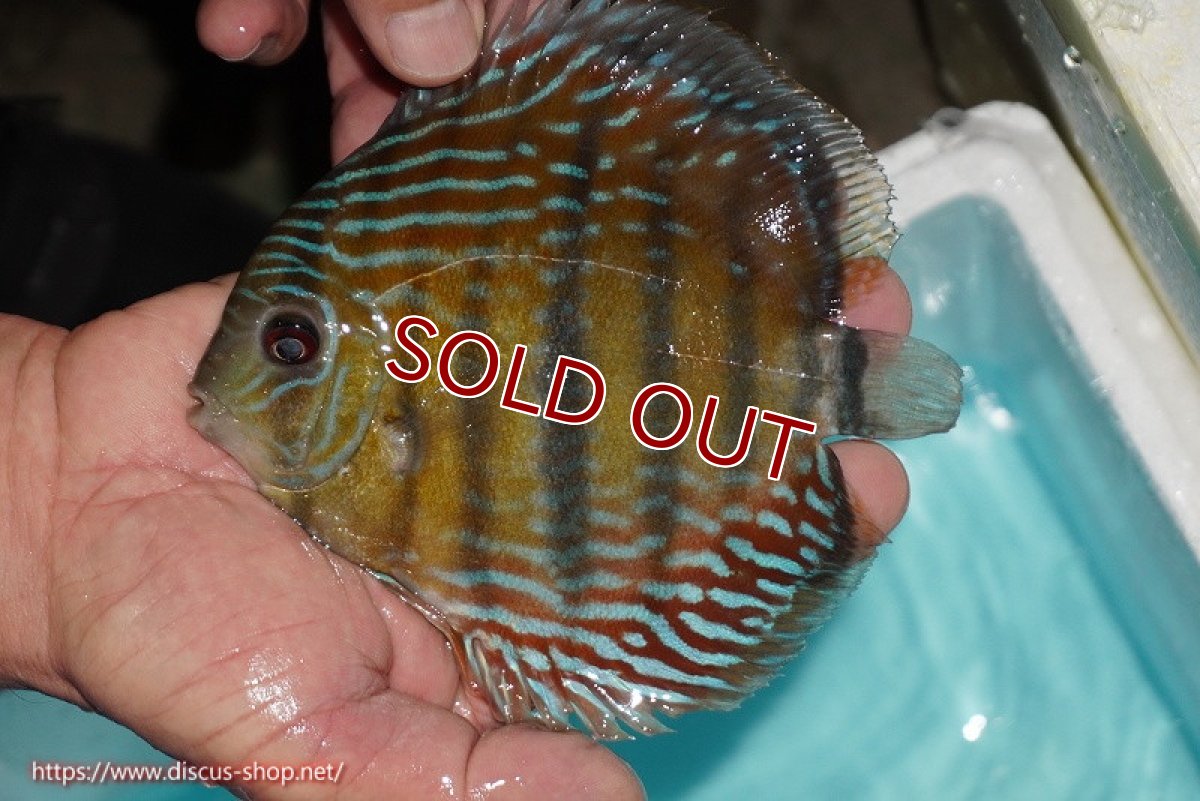 画像1: 【ワイルドディスカス】【通販】【紅赤必至の産地】ラーゴイナヌ タイプレッドエディ【個体販売】14-15cm（生体）イナヌ産 (1)