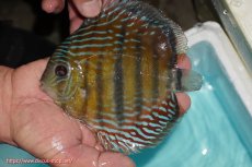 画像1: 【ワイルドディスカス】【通販】【紅赤必至の産地】ラーゴイナヌ タイプレッドエディ【個体販売】14-15cm（生体）イナヌ産 (1)