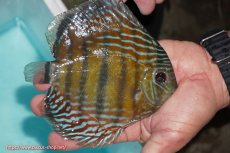 画像2: 【ワイルドディスカス】【通販】【紅赤必至の産地】ラーゴイナヌ タイプレッドエディ【個体販売】14-15cm（生体）イナヌ産 (2)