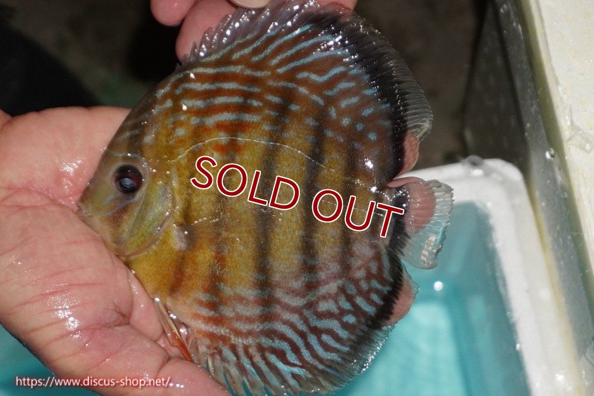 画像1: 【ワイルドディスカス】【通販】【紅赤必至の産地】ラーゴイナヌ タイプレッドエディ【個体販売】14-15cm（生体）イナヌ産 (1)