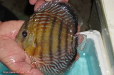 画像1: 【ワイルドディスカス】【通販】【紅赤必至の産地】ラーゴイナヌ タイプレッドエディ【個体販売】14-15cm（生体）イナヌ産 (1)