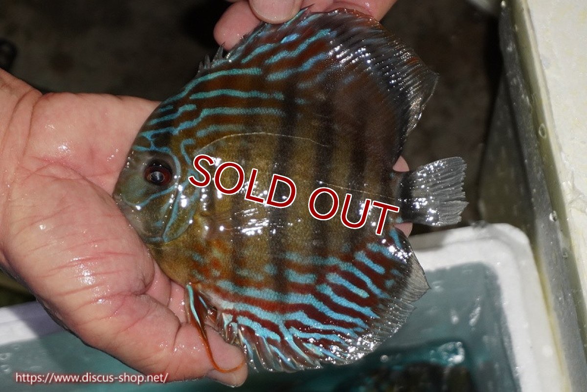 画像1: 【ワイルドディスカス】【通販】【紅赤必至の産地】ラーゴイナヌ タイプレッドエディ【個体販売】14-15cm（生体）イナヌ産 (1)