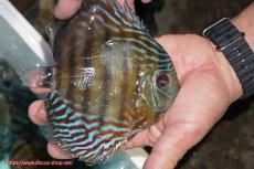 画像2: 【ワイルドディスカス】【通販】【紅赤必至の産地】ラーゴイナヌ タイプレッドエディ【個体販売】14-15cm（生体）イナヌ産 (2)