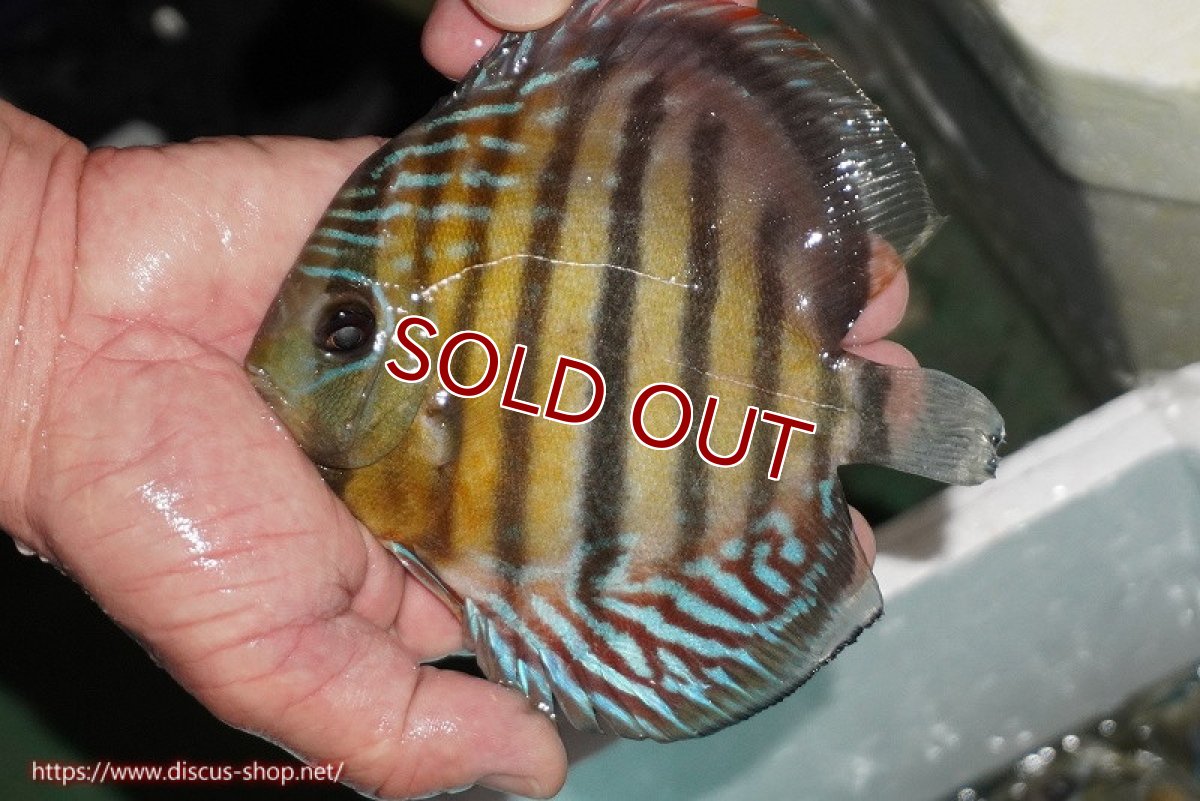 画像2: 【ワイルドディスカス】【通販】【紅赤必至の産地】ラーゴイナヌ タイプレッドエディ【個体販売】14-15cm（生体）イナヌ産 (2)