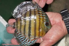 画像2: 【ワイルドディスカス】【通販】【紅赤必至の産地】ラーゴイナヌ タイプレッドエディ【個体販売】14-15cm（生体）イナヌ産 (2)