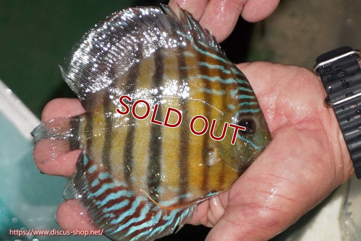 画像3: 【ワイルドディスカス】【通販】【紅赤必至の産地】ラーゴイナヌ タイプレッドエディ【個体販売】14-15cm（生体）イナヌ産 (3)