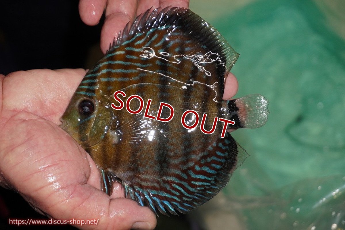 画像1: 【ワイルドディスカス】【通販】【紅赤必至の産地】ラーゴイナヌ タイプレッドエディ【個体販売】14-15cm（生体）イナヌ産 (1)