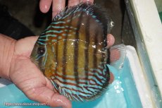 画像1: 【ワイルドディスカス】【通販】【紅赤必至の産地】ラーゴイナヌ タイプレッドエディ【個体販売】14-15cm（生体）イナヌ産 (1)