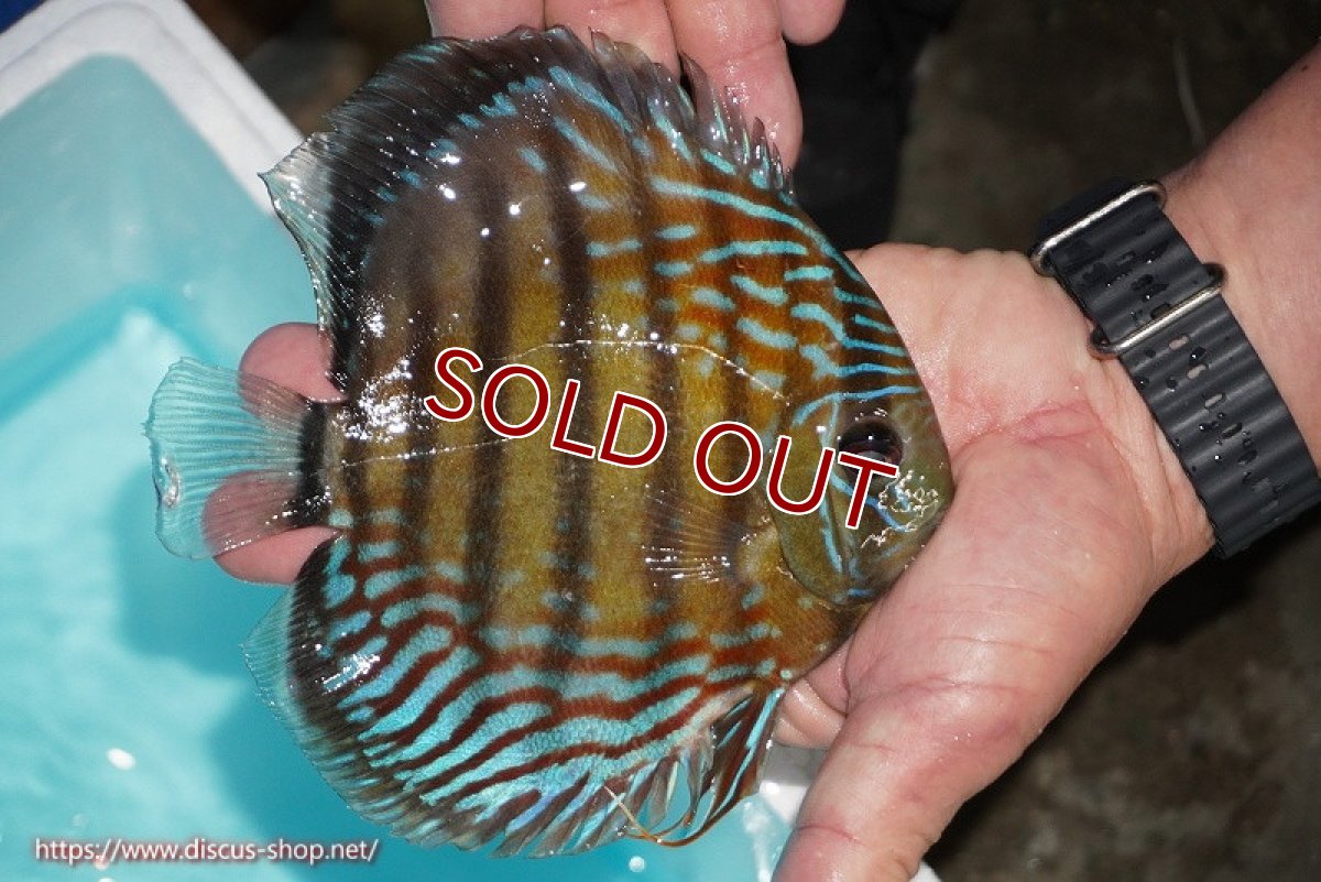 画像3: 【ワイルドディスカス】【通販】【紅赤必至の産地】ラーゴイナヌ タイプレッドエディ【個体販売】14-15cm（生体）イナヌ産 (3)