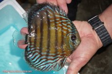 画像3: 【ワイルドディスカス】【通販】【紅赤必至の産地】ラーゴイナヌ タイプレッドエディ【個体販売】14-15cm（生体）イナヌ産 (3)