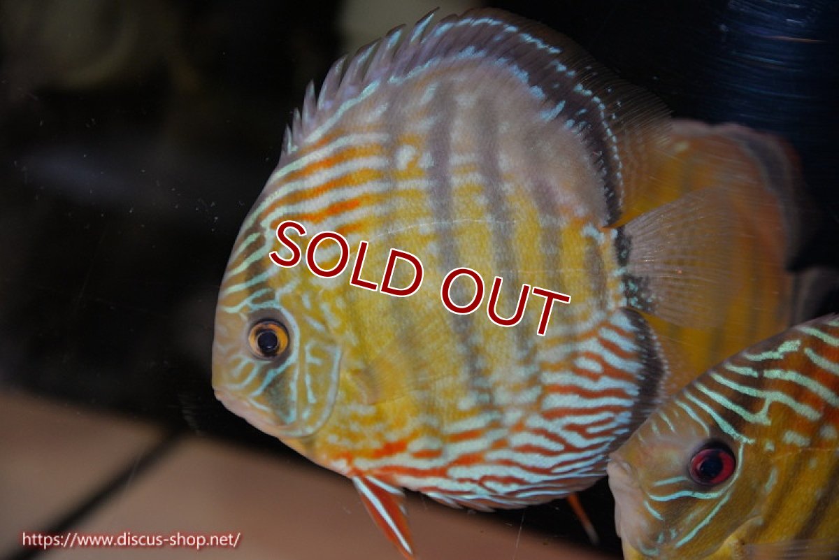 画像1: 【ワイルドディスカス】【通販】【紅赤必至の産地】ラーゴイナヌ タイプレッドエディ【個体販売】14-15cm（生体）イナヌ産 (1)