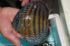 画像1: 【ワイルドディスカス】【通販】【紅赤必至の産地】ラーゴイナヌ タイプレッドエディ【個体販売】14-15cm（生体）イナヌ産 (1)