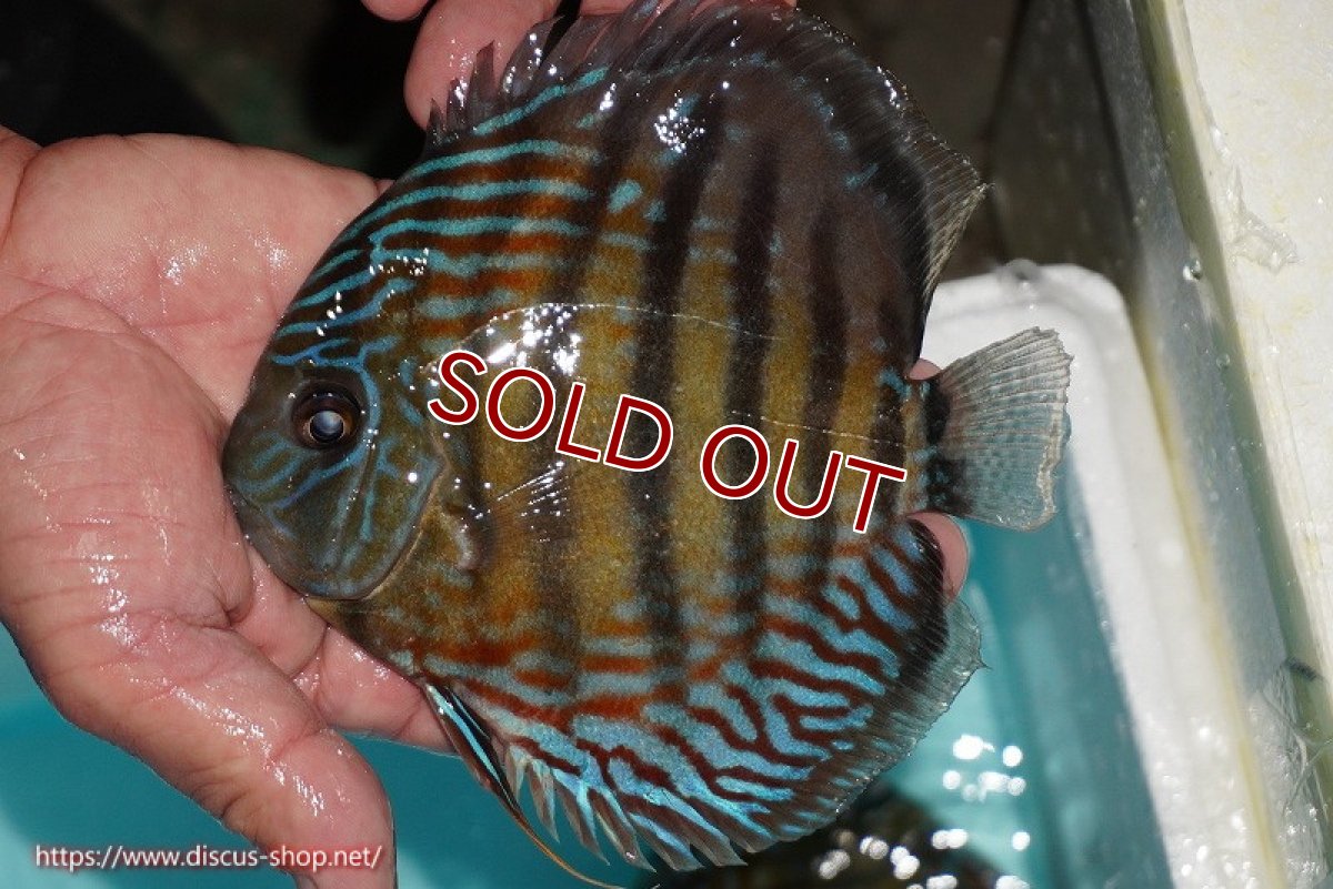 画像2: 【ワイルドディスカス】【通販】【紅赤必至の産地】ラーゴイナヌ タイプレッドエディ【個体販売】14-15cm（生体）イナヌ産 (2)