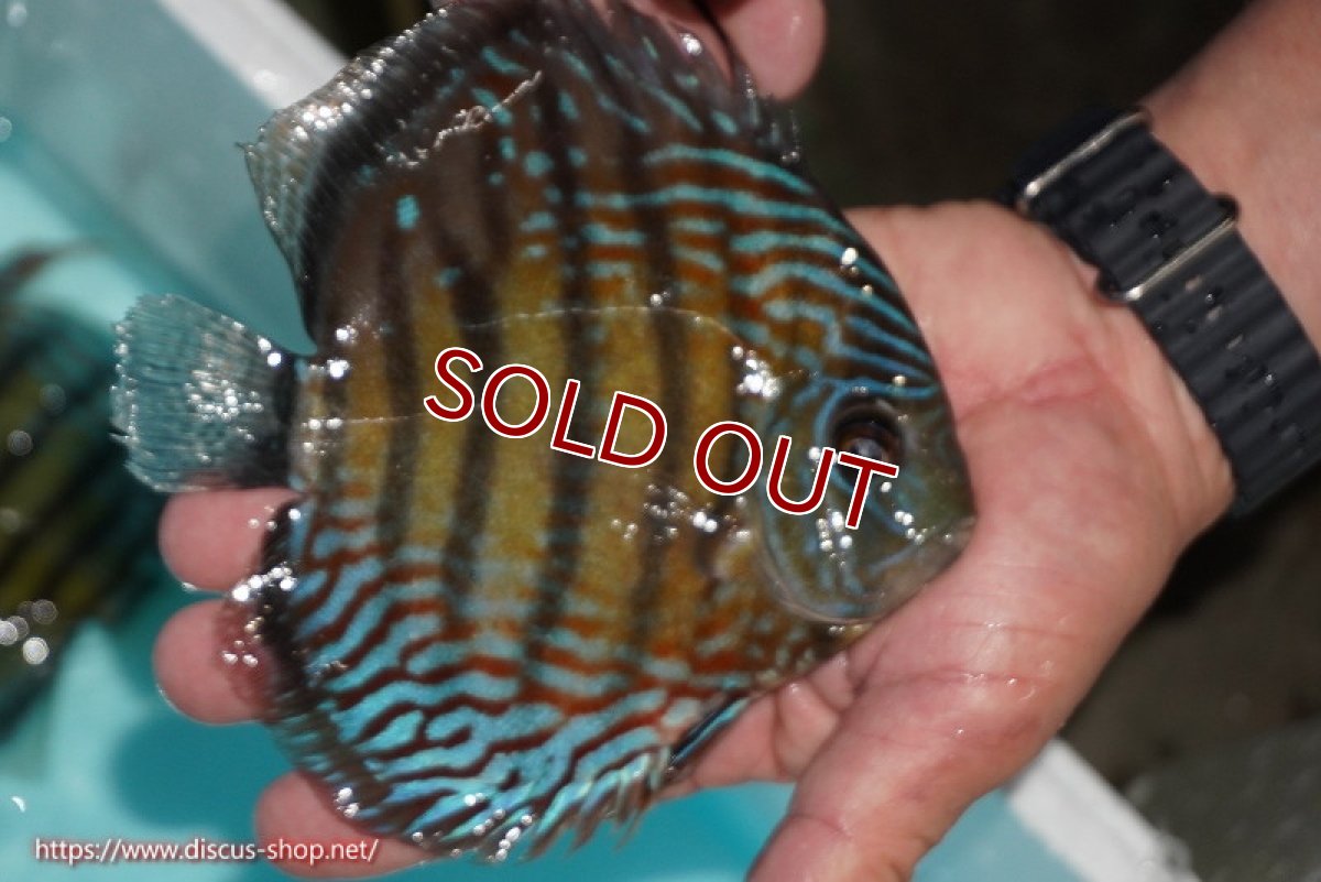 画像3: 【ワイルドディスカス】【通販】【紅赤必至の産地】ラーゴイナヌ タイプレッドエディ【個体販売】14-15cm（生体）イナヌ産 (3)