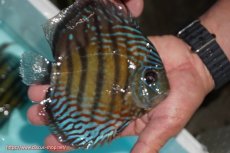 画像3: 【ワイルドディスカス】【通販】【紅赤必至の産地】ラーゴイナヌ タイプレッドエディ【個体販売】14-15cm（生体）イナヌ産 (3)