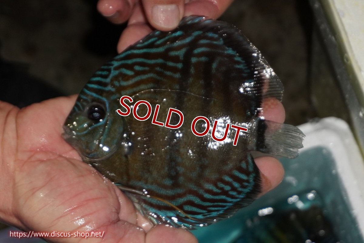 画像1: 【ワイルドディスカス】【通販】【紅赤必至の産地】ラーゴイナヌ タイプレッドエディ【個体販売】14-15cm（生体）イナヌ産 (1)